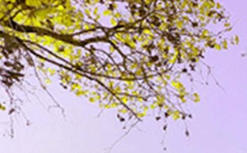 ����ľ�ɫ����������600��