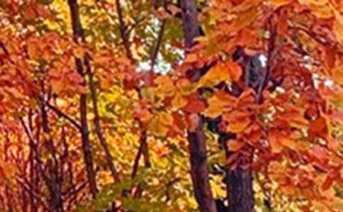 �P(gu��n)�ڌ����ھ�ɫ������