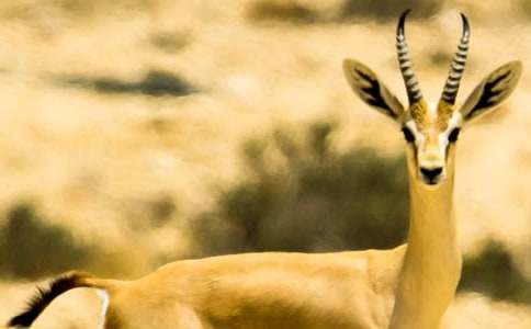 藏羚羊的哭訴初一作文