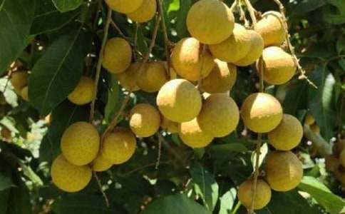 作文我故鄉(xiāng)的龍眼