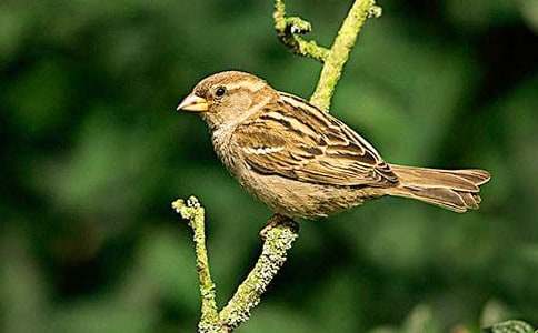 麻雀給我的啟示四年級(jí)作文600字