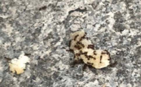 �P(gu��n)���^��Λρ?zh��n)������?/></p><h2>�^��Λρ?zh��n)��?ƪ1</h2>
<p>�����W(xu��)У����Ĳو�����ס��һЩ������֪��������</p><p>������һ�Σ����w���n�ĕr(sh��)�����ώ�׌�҂����ɻ��(d��ng)���ұ�ȥ����Ƭ������ɼ����~���]�뵽������һֻ��ţ�����X�����ܿɑz�����������������</p><p>�����@�r(sh��)��һֻ���^Λρ�����^��������ţ����߅�D(zhu��n)��һȦ���ͼ���æææ�������ˡ�</p><p>����ԭ�����@��һֻؓ(f��)؟(z��)�ɲ��Λρ���^��һ��(hu��)�������ǁ���һȺΛρ��������һ��Ⱥ�����׃����һ�l�ִֵĺھ����Ǘl�ھ��ܿ������ţ�Ɓ���һ��(hu��)���Ĺ������Ͱ���ţ�o�\(y��n)���˶������ȺΛρ�\(y��n)����ţ�������_ʼ���҇�����һ��(g��)Ȧ�����X�ú������Λρ����(hu��)���˰�......</p><p>����ѽ��߀���Ѓ�ֻđ���'Λρ�����ҵ����������������Լ����|�����������Ȼ���ֻΛρ���ǽo�ҵ��xһ�ӏ����������x����֮������������Ҫ�����ض������Ҿ��R�ϰ������Ż���ԭ�ء�</p><p>�����@ЩСΛρ���H�F(tu��n)�Y(ji��)�������໥��ϵ�Ҳ��Ĭ��������һȺ�ɐ۵�С�|������</p><p>����������ԭ���м�(x��)�^����ܰl(f��)�F(xi��n)�ܶ���Ȥ���°���</p><h2>�^��Λρ?zh��n)��?ƪ2</h2>
<p>����ρ�����F(tu��n)�Y(ji��)�����ľ�����Ҳ�����������������ܰѱ��Լ��؎ױ�����ʮ�����װٱ���������ǧ���Ė|��̧���������@�Ǟ�ʲô������?y��n)�Λρ�����F(tu��n)�Y(ji��)�ľ��񣬌����Լ���Ҳ��Ը�������������Ἲ���˵ľ���</p><p>�����ƌW(xu��)����һ��(g��)��(sh��)������Λρ�ĈF(tu��n)�Y(ji��)����һ��(g��)�ط��l(f��)���˻��(z��i)����Λρ�ĳ����þ���������ρȺ���˾p��Ҳ�벻��ʲô���k����ԓ��ô�k���@�r(sh��)��ρȺһ��(g��)�@�˵��e��(d��ng)׌�˂�Ŀ�ɿڴ���ΛρȺ��Ȼ�ϳ���һ��(g��)�����L�^�һ�����ЩΛρ�mȻ�ѽ�(j��ng)�����������ɞ��˃�(n��i)Ȧ��Λρ������Ȧ��Λρ��?n��i)�Ȼ囶�����ؾo�o�ر�����(n��i)Ȧ��Λρ���]��һ��(g��)�˿s���������(n��i)Ȧ��.Λρ������������Ȧ��Λρ���ѽ�(j��ng)����������</p><p>����߀��һ����Ҳ���˂�������@����һ��(g��)�ҕ��(ji��)Ŀ���ҿ����ˣ���һֻЫ���J�M(j��n)��ρȺ��Ы�ӵĹ������mȻ�ܴ�����Λρ�ĈF(tu��n)�Y(ji��)��������(qi��ng)��������Λρ��Ӣ����ǰ�������Լ��������F(tu��n)�Y(ji��)һ���������ρȺ�Ĵ�ƴ������С��Λρ���ˏ�(qi��ng)���Ы�����K�ڄ�������</p><p>����Λρ���г���������������׌�˂�������һ��(g��)�������F(tu��n)�Y(ji��)���˂��ز����ٵ�Ʒ�������ˈF(tu��n)�Y(ji��)���͵��ڹ����ϸ��p�����W(xu��)��(x��)�ϳɿ�������Ҳ׌�҂�������������ã�</p><h2>�^��Λρ?zh��n)��?ƪ3</h2>
<p>�����������ŌW(xu��)�ĕr(sh��)�����ҁ���С�^(q��)������С�^(q��)�Ľ���������һƬ�ɿݵĲݵ����ݵ����ס���S�����x���ҁ����ݵ���߅�����_���������һ�@���@���ס����(sh��)�fֻΛρ��������������������һ�^Сţ��ô��ֻ���������Ŵ��R���м�(x��)���^����ԭ��Λρ�����w��λ���@�ӵ���Λρ���^�ܴ��_�е���ֻ���еİ�ֻ��Λρ��ƨ�ɺ�С����һ���A���������.�������кܶ�ë�����ϵ��ɫ�ǳ��࣬Ʒ�N�ַǳ������Ұ���ЩΛρ���ϴ����뿴����������ô�F(tu��n)�Y(ji��)�����������ġ�Λρ��һ��(g��)����һ��(g��)�Ã�֧�ּ��ִ�����X�����ϴ��@��һ��(g��)����һ��(g��)��С������Խ��Խ����ֱ������һ��(g��)������Λρ���������F(tu��n)�Y(ji��)���������������������ϴ����M(j��n)���������������ļ����@һĻ׌�Ҳ��ò��������Λρ��׌�������Λρ��ס�M(j��n)�����ϴ�������Λρ���f���@��һ��(g��)��ů�����m���¼ҡ����ֿ�ҊΛρ����ëë�x����(zh��n)�����룺��ôС��Λρ�ܴ���^��ô�޴��ëë�x����׌���y��������Λρ���F(tu��n)�Y(ji��)�����������Էǳ���(qi��ng)���]�^һ��(hu��)������ֻ�ַ��ִ��ëë�x�ͱ�Λρ��������Λρ����ëë�x̧�M(j��n)�������o���������ԣ�һֻëë�x�����ԉ�Λρ���Ժ�һ��������r(sh��)�g���������ұ��������ص��˼���ͨ�^�^��Λρ���О���׌�ҌW(xu��)��(hu��)�ˈF(tu��n)�Y(ji��)���F(tu��n)�Y(ji��)���ԑ�(zh��n)��һ�е����y�������r��(sh��)�(y��n)С�W(xu��)�����i��</p><h2>�^��Λρ?zh��n)��?ƪ4</h2>
<p>���������������o������һ��(g��)�����ص����I(y��)���^��Λρ��</p><p>��������������������һ�K�����˘��������˰�����ҵ�һ��(g��)Λρ�����Ұ��ǉK����ڶ���߅�����ĵصȴ�Λρ��������s�^�˃ɷ����һֻΛρ���˳�������һ������ײ���ǉK������������һ�����������ˎײ������b���b�_�ؿ����ǉK����ֻҊ�������@�K���D(zhu��n)�˃�Ȧ����Ѹ�ٵ��ܻض���������һ��(hu��)����Λρ�����ܳ��S���������ĺ�Λρ�����������@�K����󶼰���o���w��ס�������룺���ڱ���KС�������������Ӳ��ܰ���o���M(j��n)ȥ��?����(d��ng)�Ұ�˼�������r(sh��)��ͻȻ�l(f��)�F(xi��n)�@Ⱥ�ں�����Λρ��Ȼ����o�ֽ���˟o��(sh��)��(g��)С�K���@�Ӱ�����M(j��n)���Ͳ��M(f��i)����֮���ˣ�������������!��߀�l(f��)�F(xi��n)�����ڰ�ʳ����^���Џā���͵������֪���J(r��n)�J(r��n)��������^��ɣ������Ⱥһ��һ�����������\(y��n)ʳ����</p><p>��������(d��ng)Λρ�ɵğ����ĕr(sh��)����ͻȻ�����벻��������l(f��)����!һֻ�����F(xi��n)���ҵ���ǰ����Ӌ(j��)��������ζ�^������ֻҊ���������^������߀�l(f��)����������ꡱ��������ҕ����ض������ϵ������ۿ������ʣ�µ�'��o���ˣ���(d��ng)�r(sh��)�ҷǳ���(d��n)����ЩСΛρ������ֻ���Ă�(g��)�^Ҳ��С���Ҹ��X�Լ����������ϵ�Λρ!���@ǧ�xһ�l(f��)֮�H���Һ�Ȼ�l(f��)�F(xi��n)��߅��һ���L</p><h2>�^��Λρ?zh��n)��?ƪ5</h2>
<p>����Λρ���Ã��ց����ݣ�����С�����ɵ������ж�ô��С�أ��Ǿ͵����Լ��Ì�(sh��)�(y��n)�C�����������δ���Ԋ����Ό��á����ϵÁ��K�X�\���^֪����Ҫ��������</p><p>�����ҿ����ҁ�һ��(g��)����ƿ��һ���׼���һ�w�ǹ�����(sh��)�(y��n)�_ʼ�ˣ��ґ����ڴ���������ڵ��ϵȴ�Λρ�ĳ��F(xi��n)�������@�r(sh��)����һֻΛρ���F(xi��n)�����ҵ�ҕ�����������(zh��n)�r(sh��)�C(j��)��Ѹ�ײ����ڶ�֮�ݰ�����׽�M(j��n)���ҵĲ���ƿ�����o������ƿ�w�w�á���������һ�(xi��ng)�΄�(w��)�������</p><p>�������ܻؕ������ҵ�a3����һ�w�ǹ���һֻ�tɫ�����P�ó������ٰѲ���ƿ�е�'Λρ���˳������������õ���a3�׼����������_ʼ�Є�(d��ng)���������ütɫ�����P��Λρ���܇�����һȦ���ٰ��ǹ�����Ȧ�⣬��Λρ�ƺ������Ԟ�Ȼ�����]����һ���������Ƶ؏�Ȧ��(n��i)�����������ǹ�����ǰ�M(j��n)���Ҍ�Λρ��е������ϻ����l(f��)�����㮔(d��ng)����hellokitty���������ٴ��ó��tɫ�����P��a3���χ���Λρ����һȦ���@��Λρ�ɛ]����ǰ�����ƺ����X����ʲô�s����һ�F(tu��n)������߀�ǲ��^�a��������(g��)Ȧ��Ϳ���˼tɫ��Λρ�ƺ������˰���������ԭ��һ��(d��ng)������(d��ng)���Ҍ������ʹ��˿ښ⣬Λρ�ƺ����Ƅ�(d��ng)������λ�������]�Є�(d��ng)���Ұ����ַŻ��˲݅������^���S�ã���ֻΛρ̽�����^���l(f��)�F(xi��n)��������ô����Ϥ�����ٵ������ˣ����Ҿ��^������s��Ҋ��ۙӰ���ұ������ŵ��b���o�_�����Y(ji��)�����y������������ô�����һ��(g��)��ݔ�o����ô������С��Λρ��</p><p>�����Ĵ���Λρ���H����С�������߀���ǻ������ݵ�һ�棬�䌍(sh��)������Č�(sh��)�(y��n)��̎���ǣ�ֻҪ����һ�p���ڕ�(hu��)�l(f��)�F(xi��n)���۾�������(hu��)�l(f��)�F(xi��n)�S���㲻֪���ĊW����</p><h2>�^��Λρ?zh��n)��?ƪ6</h2>
<p>����������������ʣ�ꖹ������������ȥ�棬�҄��ߵ��������Ϳ�����ֻΛρ��������ʳ����</p><p>����������Ҫ���Ұ����е�������ڵ��ϕ�(hu��)���ӣ����s������һЩ�����СΛρ�ܿ�����^��]�]�|�Ǻ������f����ҿ��ѽ���@���кóԵ������c(di��n)�����c(di��n)���e׌�e��Λρ��ȥ�����^��һ��(hu��)������һ��ȺΛρ����������������'����������@�K��������ҿ������M�^��ʹ�����̵��������������߀�ǽz������(d��ng)���������]�зŗ��������fȫ��؞ע��עҕ������߅�·� ҊΛρ�؅Ⱥ���123������123���ͣ�ͻȻ���̧��������ԭ�����ց���һ��ȺΛρ��Λρ�~�����ص��_�����ƺ�ʎʎ����ǰ����󱾠I�P���wȥ��Λρ���mȻС�����������܈F(tu��n)�Y(ji��)��</p><p>���������������R̩ɽ�����@�N������ֵ���҂��W(xu��)��(x��)��</p><h2>�^��Λρ?zh��n)��?ƪ7</h2>
<p>�������^���^�S����(d��ng)����������򽡢С�~�����ܡ���������ϲ�g�^���߀��СΛρ��</p><p>��������һ��(g��)���������ҁ������İ����n���ώ��f�҂������^��Λρ���� ���@��(g��)��^���ĵ���Ϣ�����d�Ĳ��c(di��n)��Ҫ���������ώ�߀�o�҂�ÿ�˰l(f��)��һ�c(di��n)���м��</p><p>�����҂������˘���Ժ����_ʼ���^��Λρ���Є�(d��ng)���е�Λρ������Ͱ��߅���е�Λρ���u�\��߅��߀�е���̎�e��������һ��(g��)������l(f��)�F(xi��n)��һֻΛρ����һ����ڞ��ڵ����L�������X���Ͷ�������(x��)��(x��)����֫��һ���쾀���`�|����߀�Ў�ֻ��(x��)�L������</p><p>������������߅����һ��(g��)���м�����������Ⱦ�������һ��(hu��)�������ֻ؁�����߀���|���������м����һ�����룺�϶������ϵ��W�������ҧ�����������С���м�����p�ɵ����������������K�����ϲ���(d��ng)�������������^�����������Ԟ���Ҫ�ŗ������������ɷ�������ֳ�����������߀����һ��(g��)С���(du��)��ֻҊ�����w��ذ��@�K������ϵ��˶������ֳַɟo��(sh��)��(g��)С�K���M(j��n)�˶�����</p><p>�����@���^��Λρ���ҏ�Λρ������֪���ˈF(tu��n)�Y(ji��)������һ���ܳɹ��ĵ�����</p><script>s(