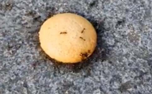 С�ཡ��СΛρِ�̰ܽ���ͨ��5ƪ��