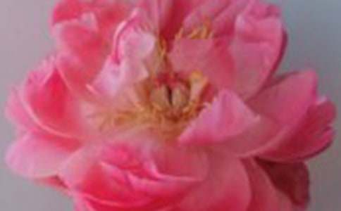 �茑(xi��)õ�廨���ģ�ͨ��30ƪ��