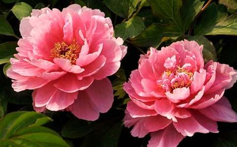 觀察牡丹花作文(通用27篇)