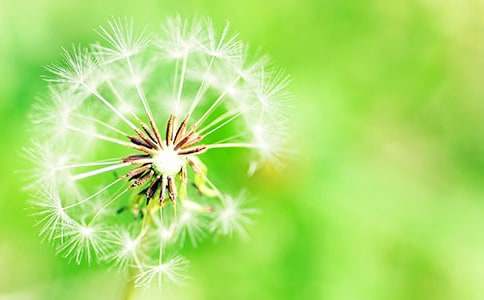 六年級(jí)蒲公英和小鳥(niǎo)作文