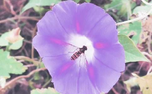 ���������ĳ�һ