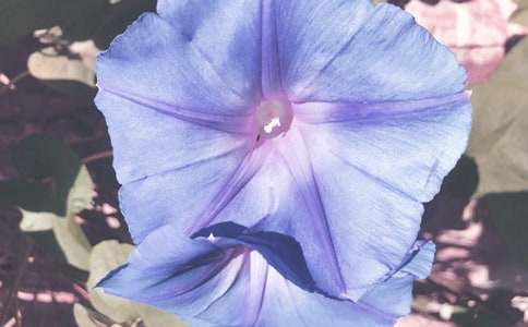 ���������ķ���