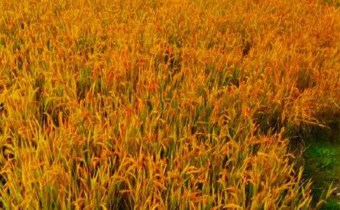 ���@���յ����ķ��ģ����x43ƪ��