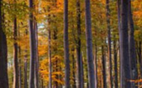 ɭ�ֹ��@���ġ��]��