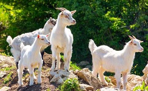 幫山羊爺爺過河看圖作文
