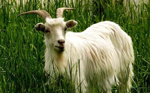 ħ��ɽ������