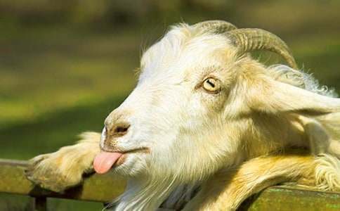 ����Ʒ��ɽ�����ĺϼ���ƪ