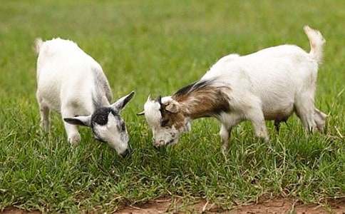 ����Ʒ��ɽ������300��4ƪ