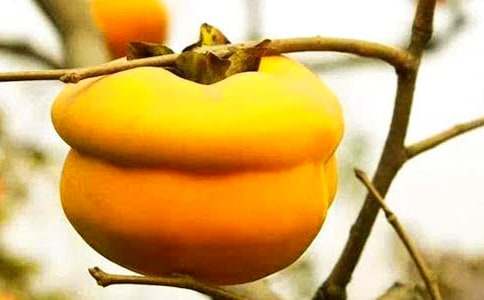 描寫我家院子的柿子樹作文