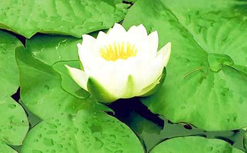 月光下的睡蓮作文