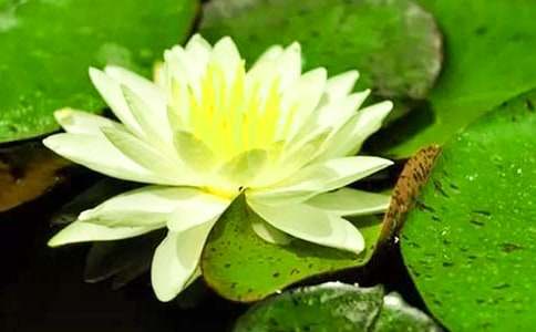 睡蓮作文300字(通用43篇)