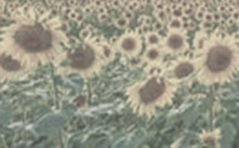 太陽(yáng)花開(kāi)了學(xué)生作文