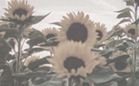 ̫�(y��ng)�������ġ�����