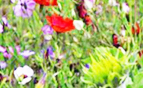 ʮ�µ���Ұ�����ģ�ͨ��49ƪ��