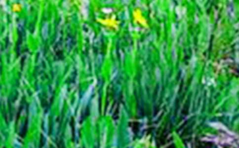 ��ϣ������Ұ�σ�(y��u)������34ƪ