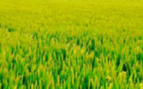 �����Ҹ�����Ұ����