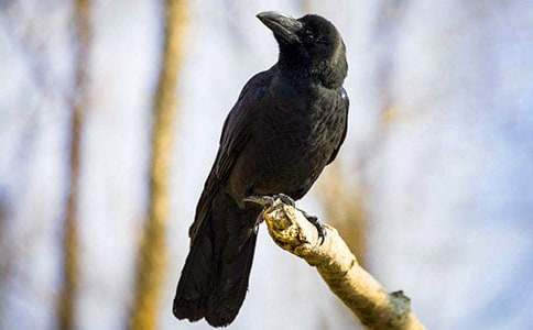 �����f��ˮ���Č�