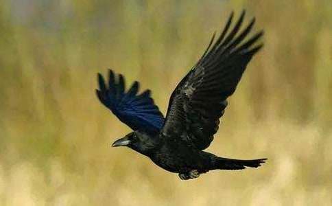 ���f���Ԣ�Թ���