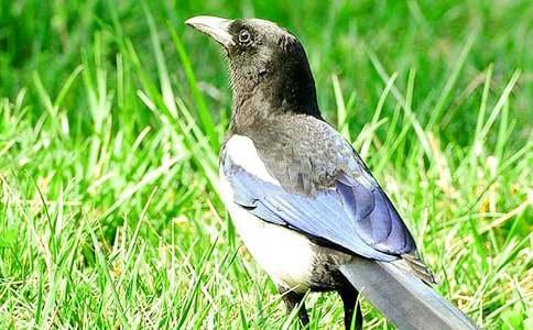 喜鵲童話作文合集6篇