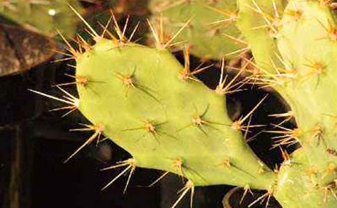 觀(guān)察仙人掌_觀(guān)察作文