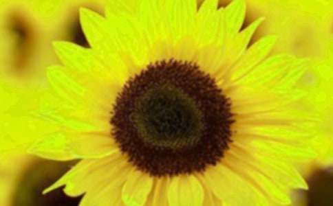 微笑的向日葵作文(通用31篇)