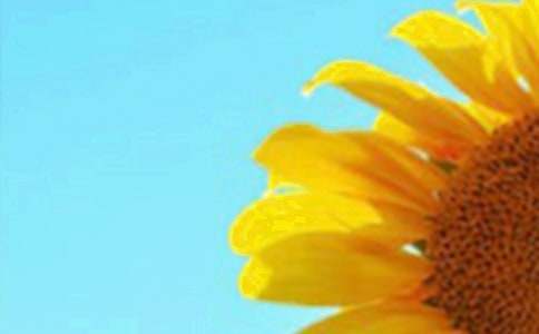 向日葵大班教案