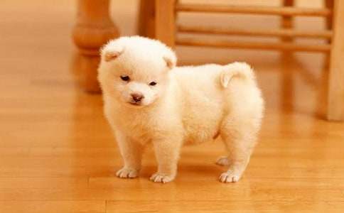 С���c������