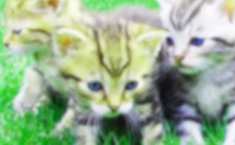 �����Ҽҵ�С؈��