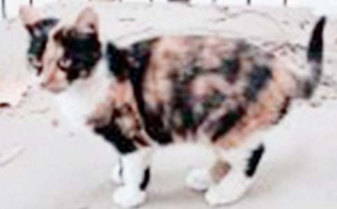 ����С؈�����ģ����x43ƪ��