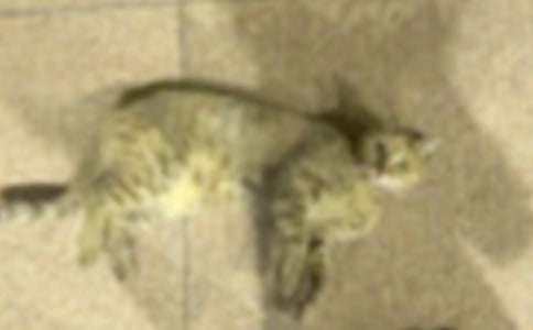 【精華】小學(xué)小貓作文錦集7篇