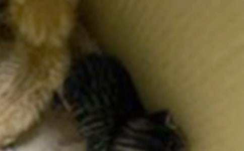 �茑С؈�����꼉����