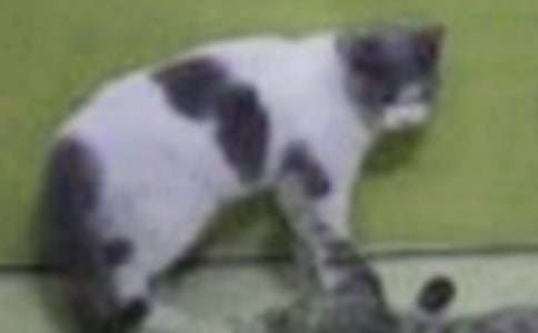 �茑С؈�ă�(y��u)�����ģ����x21ƪ��