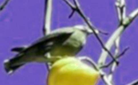 �Ҷ���׃��һֻС�B���ľ��x3ƪ