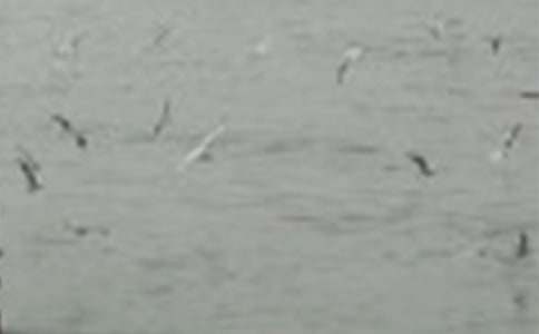 ��С�B���D��Ԓ���ģ�ͨ��56ƪ��