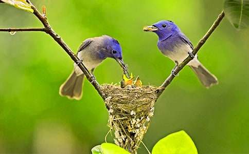 小鳥的遭遇作文(精選15篇)