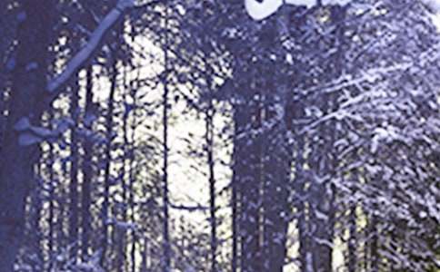 �ҵ�Сѩ������