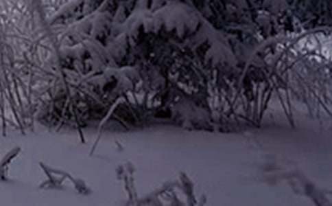 С�W(xu��)Сѩ��(ji��)��̰�ģ�壨ͨ��5ƪ��