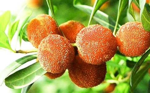 關(guān)于楊梅外貌作文