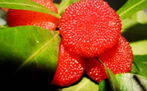 嘗楊梅敘事作文