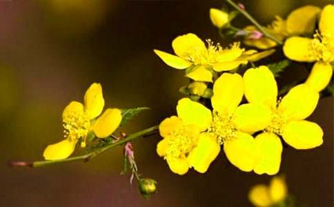 ��ӭ�����ă�(y��u)������2017