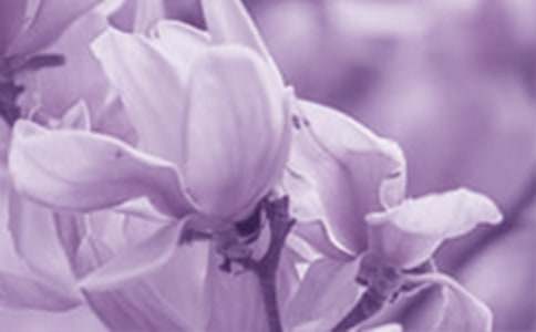 寫玉蘭花作文:玉蘭花開