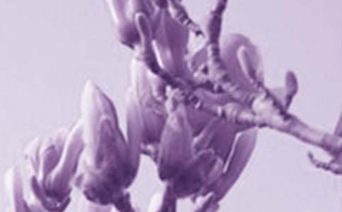 我漫步在玉蘭花開的時節(jié)作文