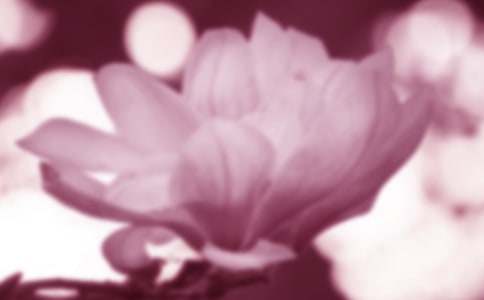 春天的玉蘭花作文(精選35篇)