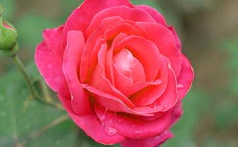 �¼��������c����